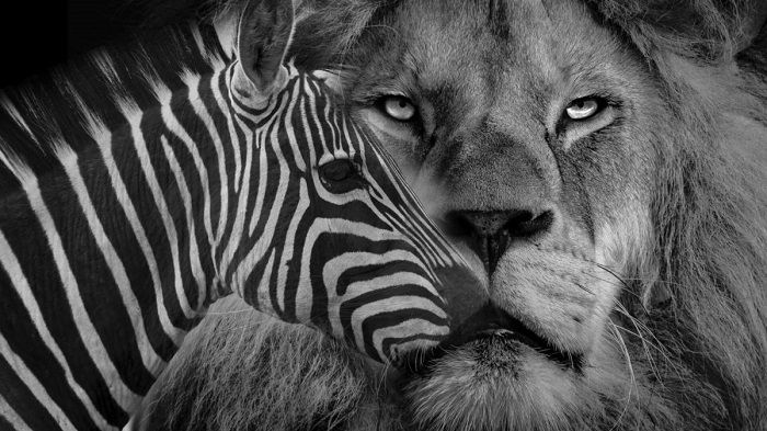 Detail Tes Gambar Zebra Nomer 36