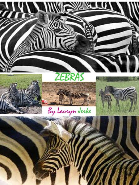 Detail Tes Gambar Zebra Nomer 38