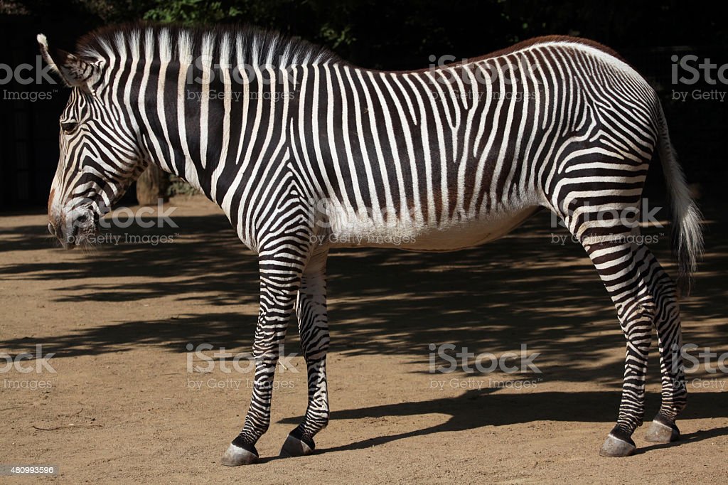 Detail Tes Gambar Zebra Nomer 39
