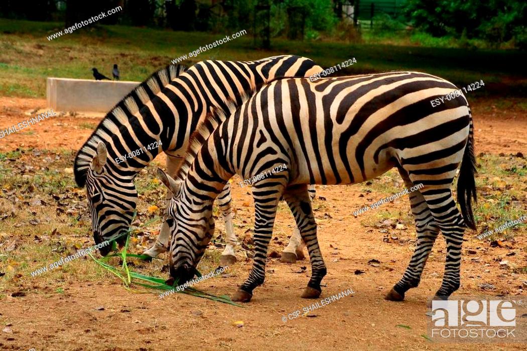 Detail Tes Gambar Zebra Nomer 40