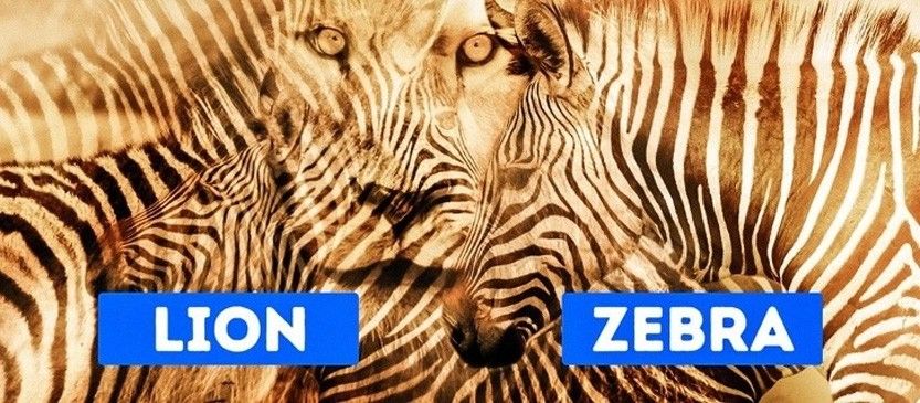 Detail Tes Gambar Zebra Nomer 6