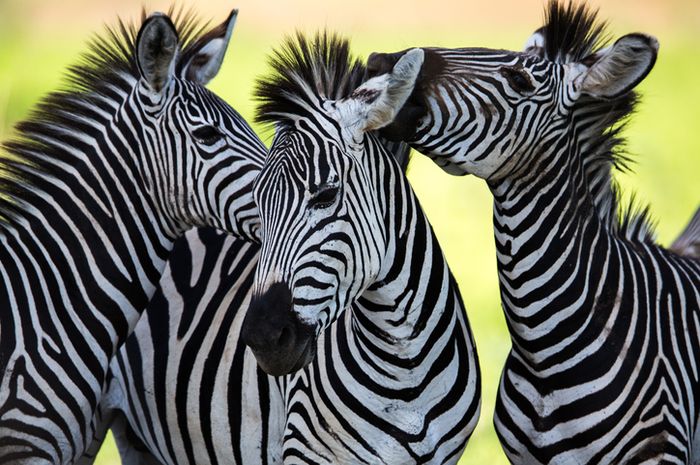 Detail Tes Gambar Zebra Nomer 48