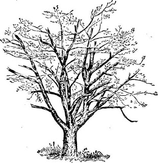 Detail Tes Menggambar Pohon Nomer 45