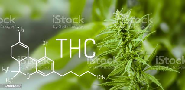 Detail Tetrahydrocannabinol Wallpaper Nomer 11