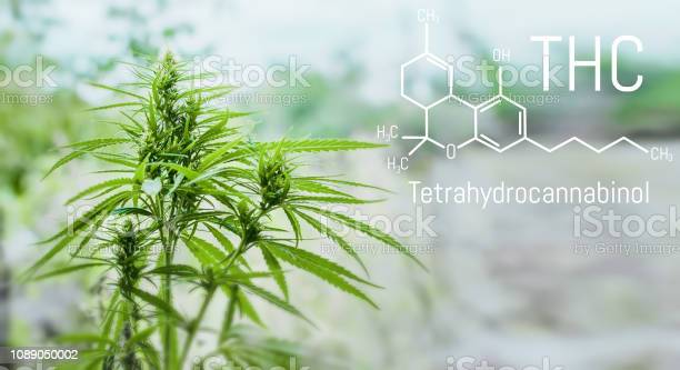 Detail Tetrahydrocannabinol Wallpaper Nomer 15