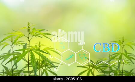 Detail Tetrahydrocannabinol Wallpaper Nomer 23