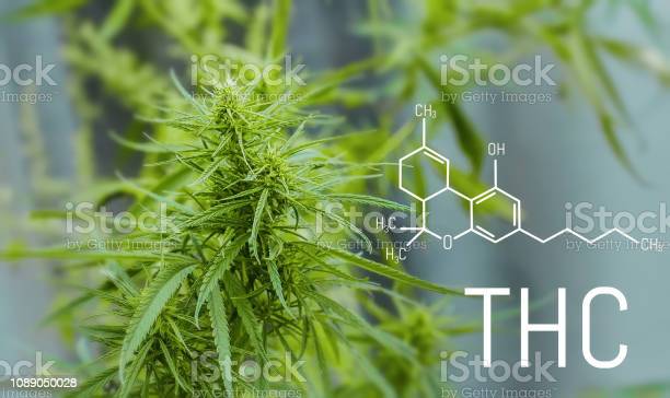 Detail Tetrahydrocannabinol Wallpaper Nomer 48