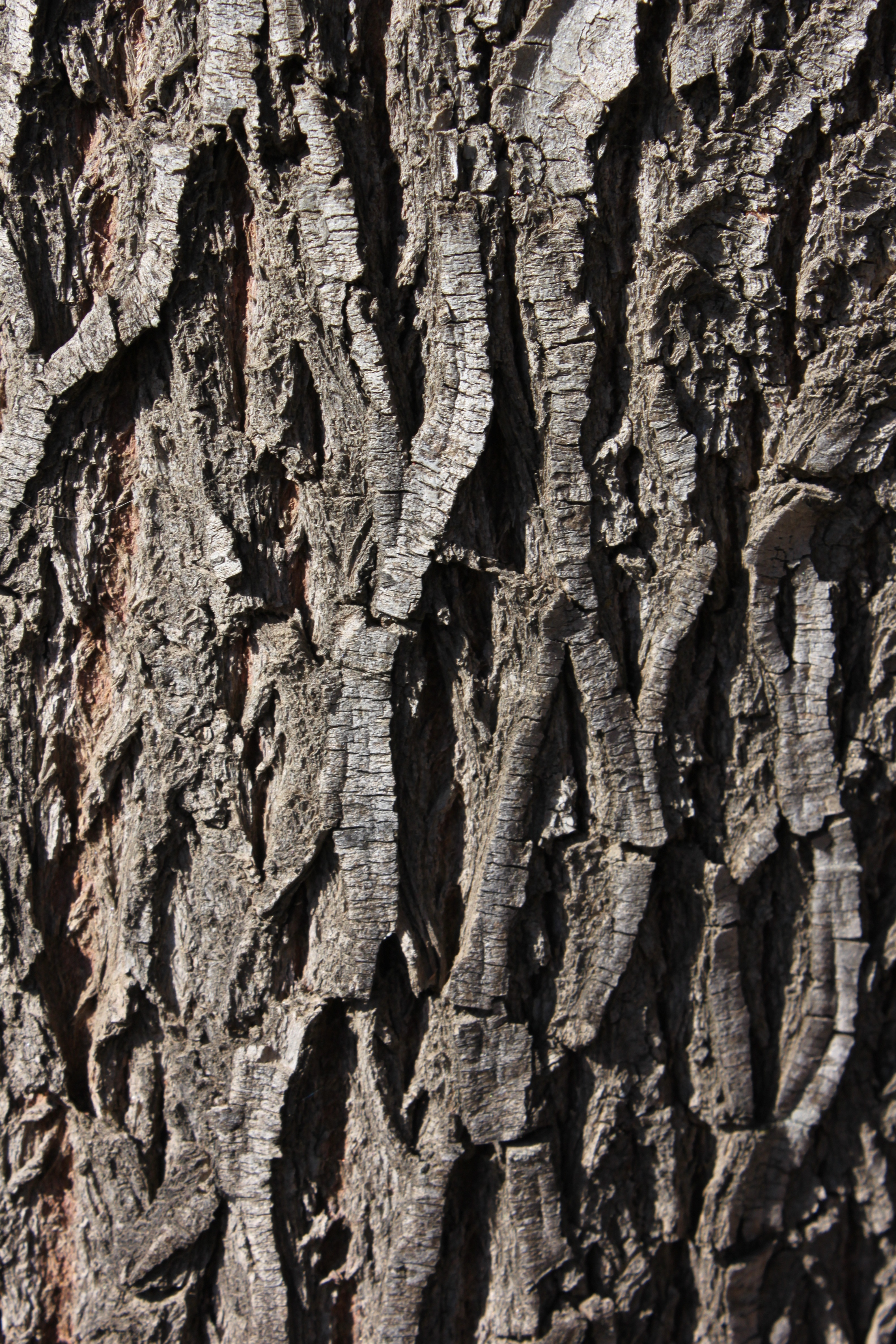 Detail Texture Batang Pohon Nomer 2