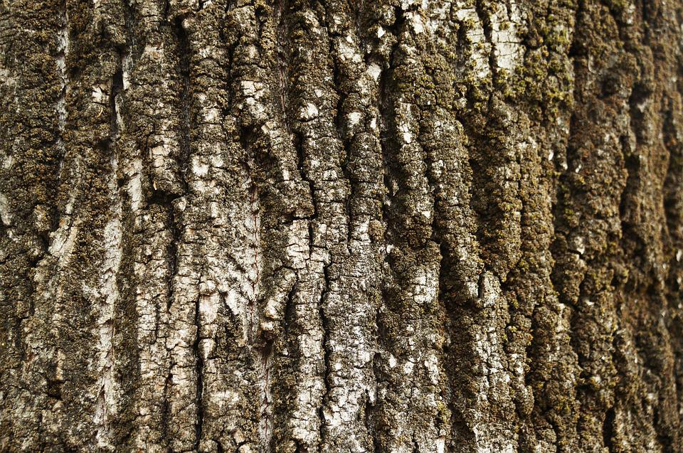 Detail Texture Batang Pohon Nomer 3