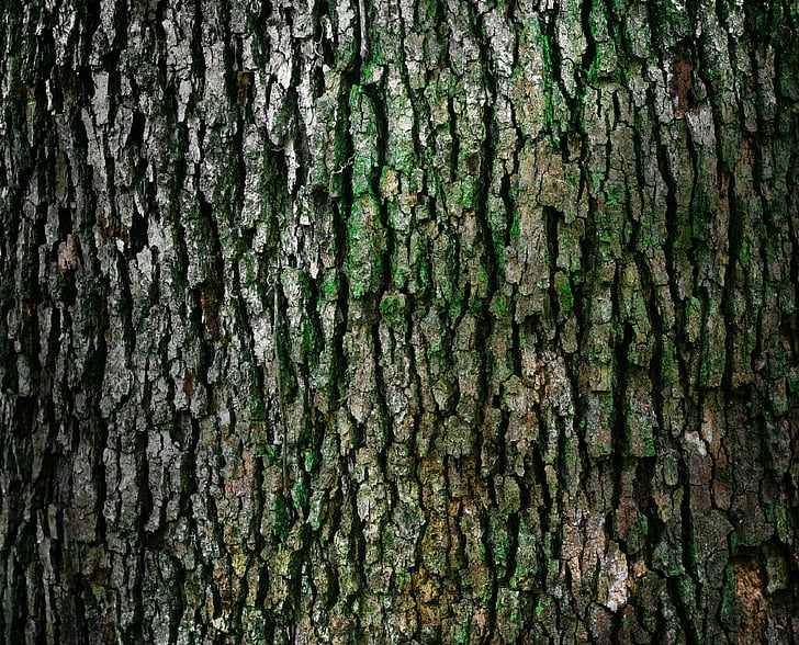 Detail Texture Batang Pohon Nomer 21