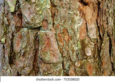 Detail Texture Batang Pohon Nomer 30