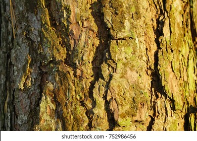 Detail Texture Batang Pohon Nomer 36