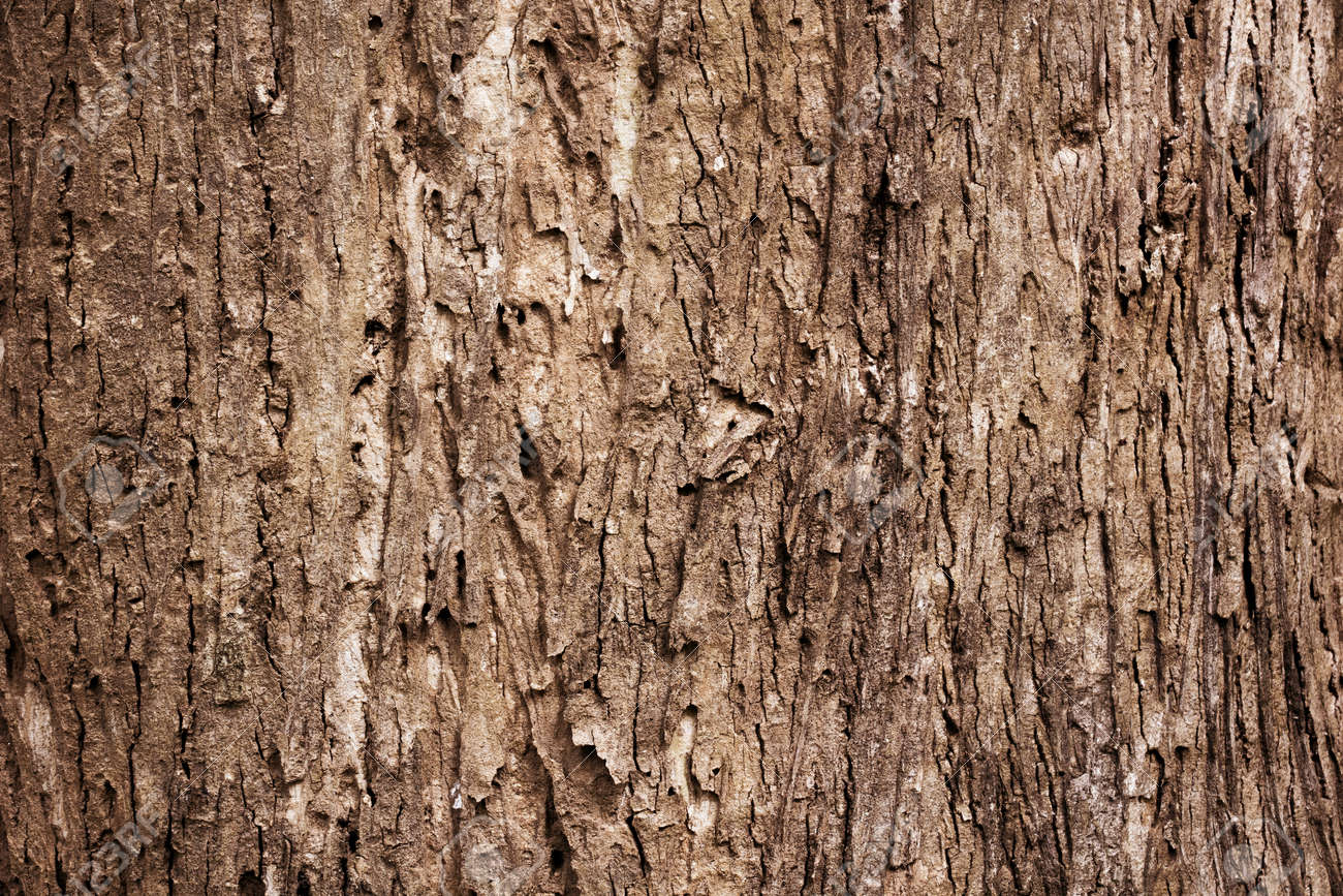 Detail Texture Batang Pohon Nomer 51