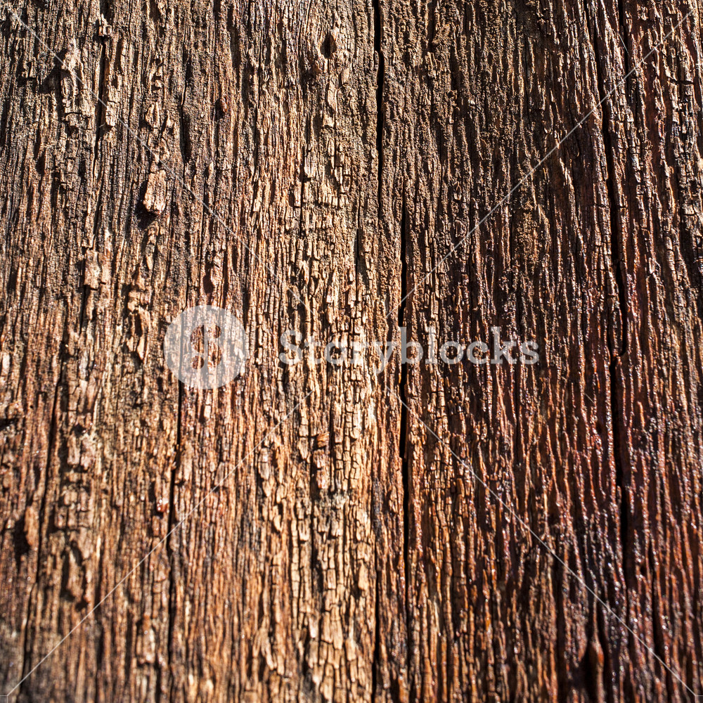 Detail Texture Batang Pohon Nomer 56