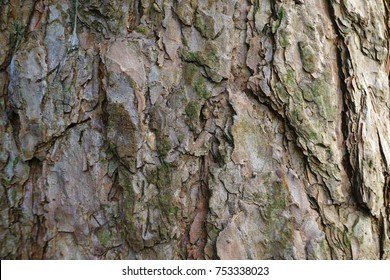 Detail Texture Batang Pohon Nomer 8