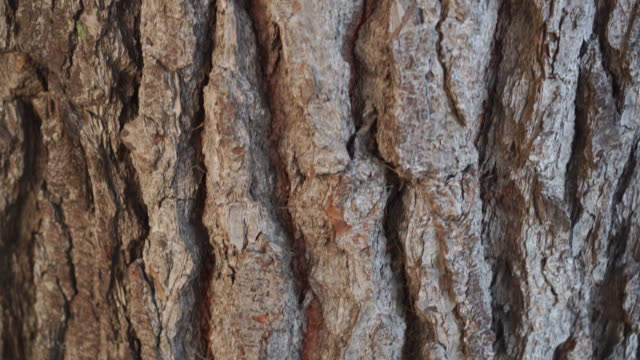 Detail Texture Batang Pohon Nomer 10