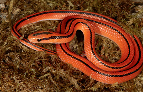 Thai Red Mountain Rat Snake - KibrisPDR
