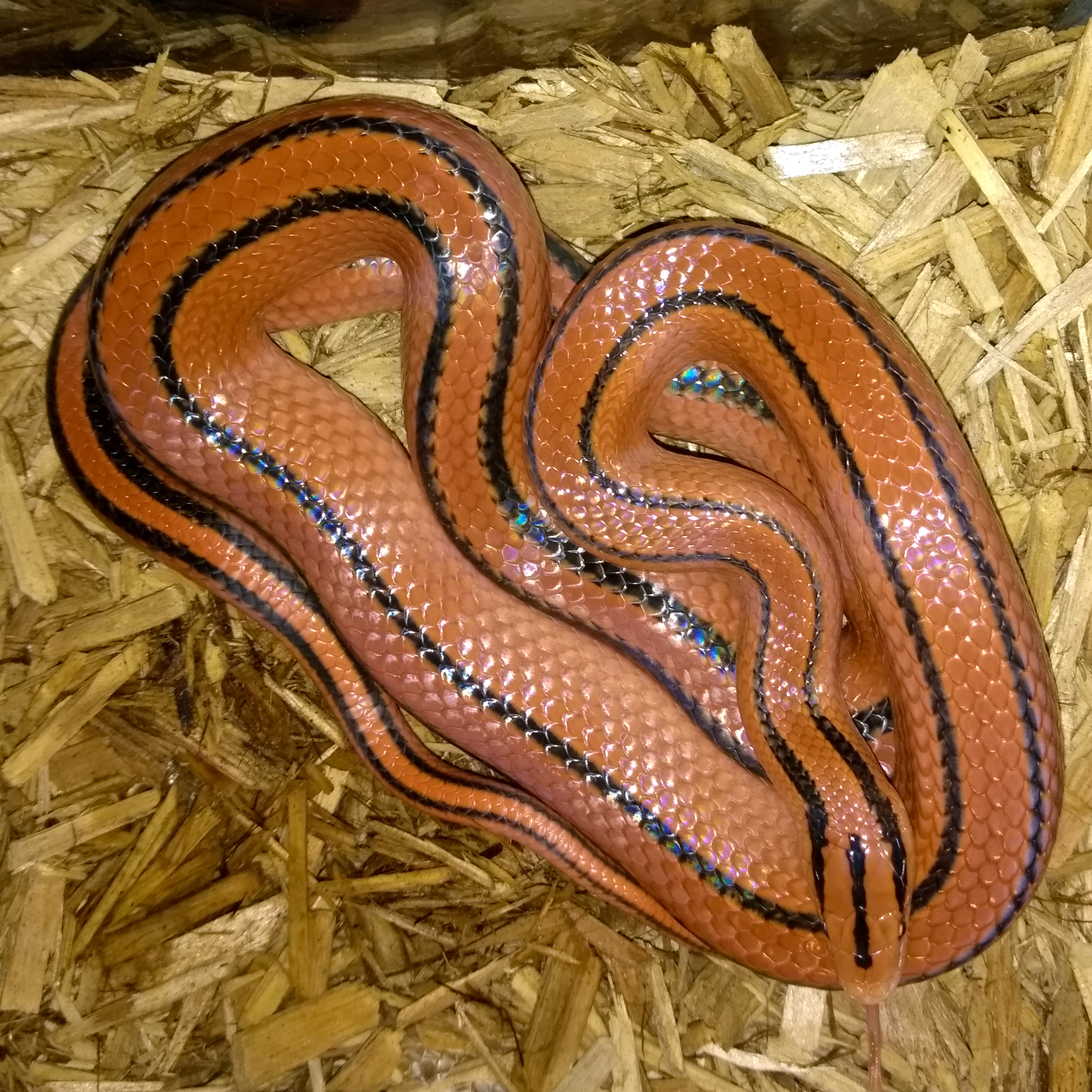 Detail Thai Red Mountain Rat Snake Nomer 11