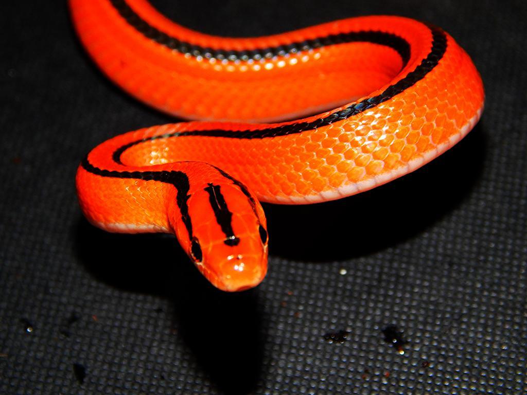 Detail Thai Red Mountain Rat Snake Nomer 13