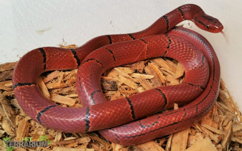 Detail Thai Red Mountain Rat Snake Nomer 18