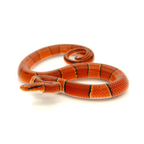 Detail Thai Red Mountain Rat Snake Nomer 20