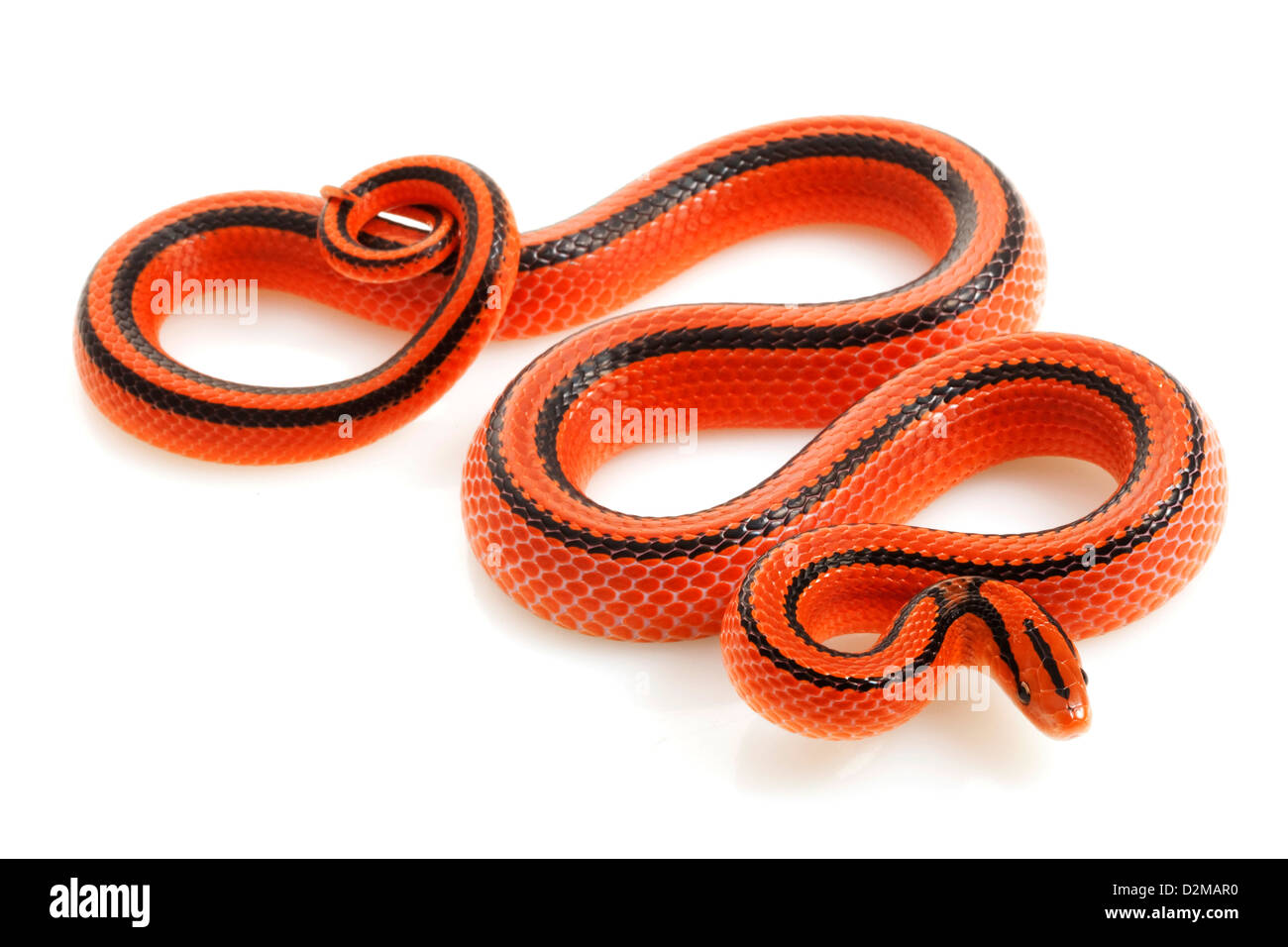 Detail Thai Red Mountain Rat Snake Nomer 24