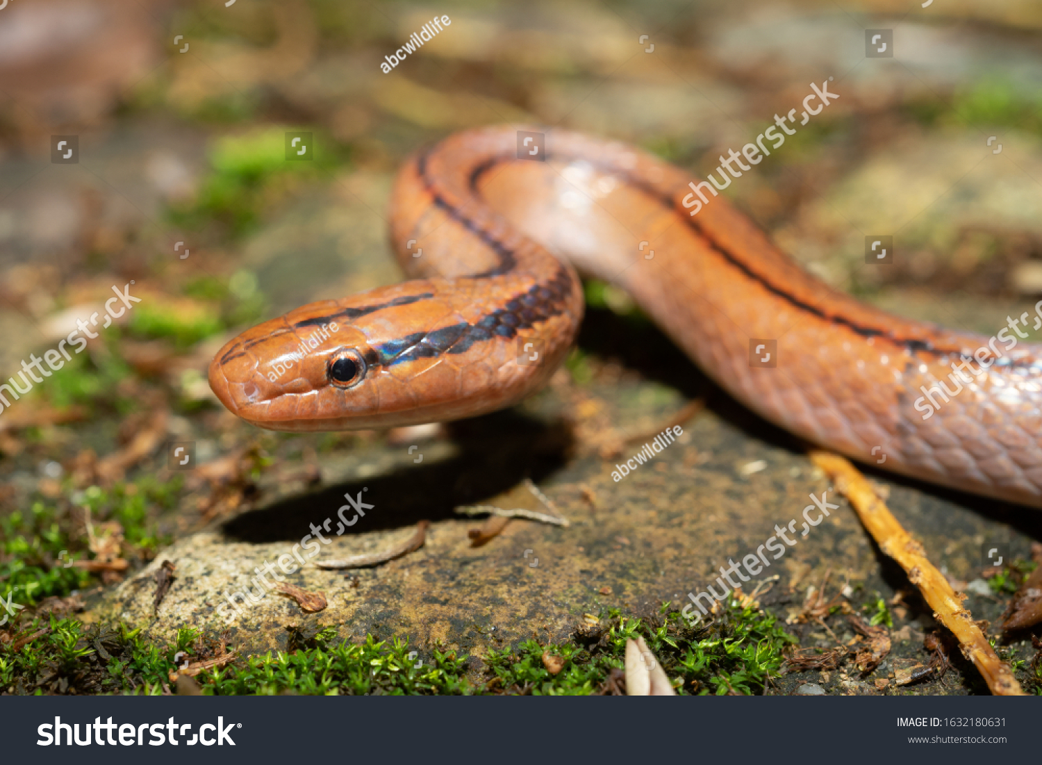 Detail Thai Red Mountain Rat Snake Nomer 28