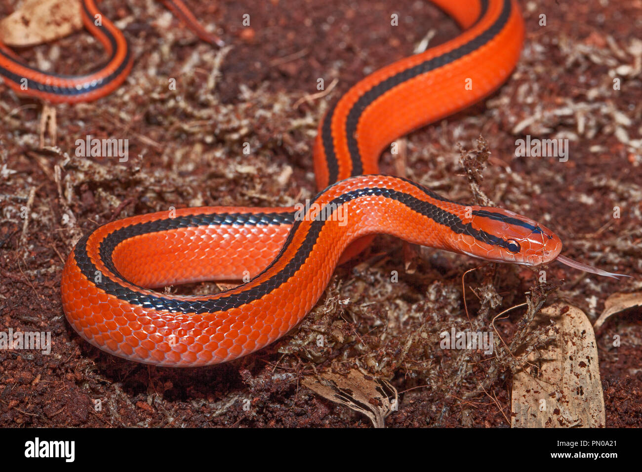 Detail Thai Red Mountain Rat Snake Nomer 33