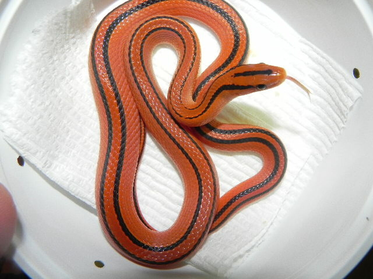 Detail Thai Red Mountain Rat Snake Nomer 42
