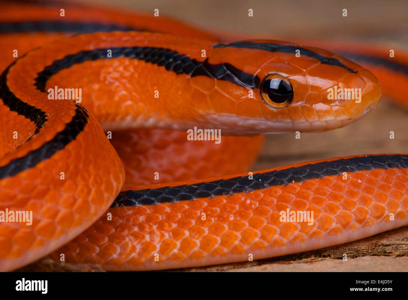 Detail Thai Red Mountain Rat Snake Nomer 5