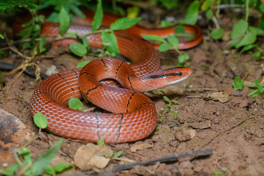 Detail Thai Red Mountain Rat Snake Nomer 7