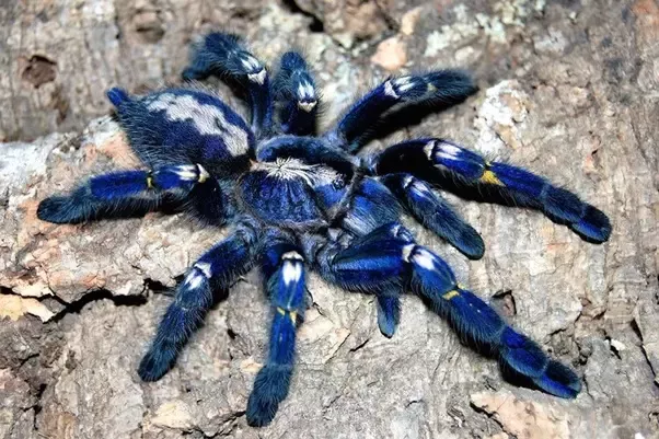 Detail The Cute Spider Nomer 34