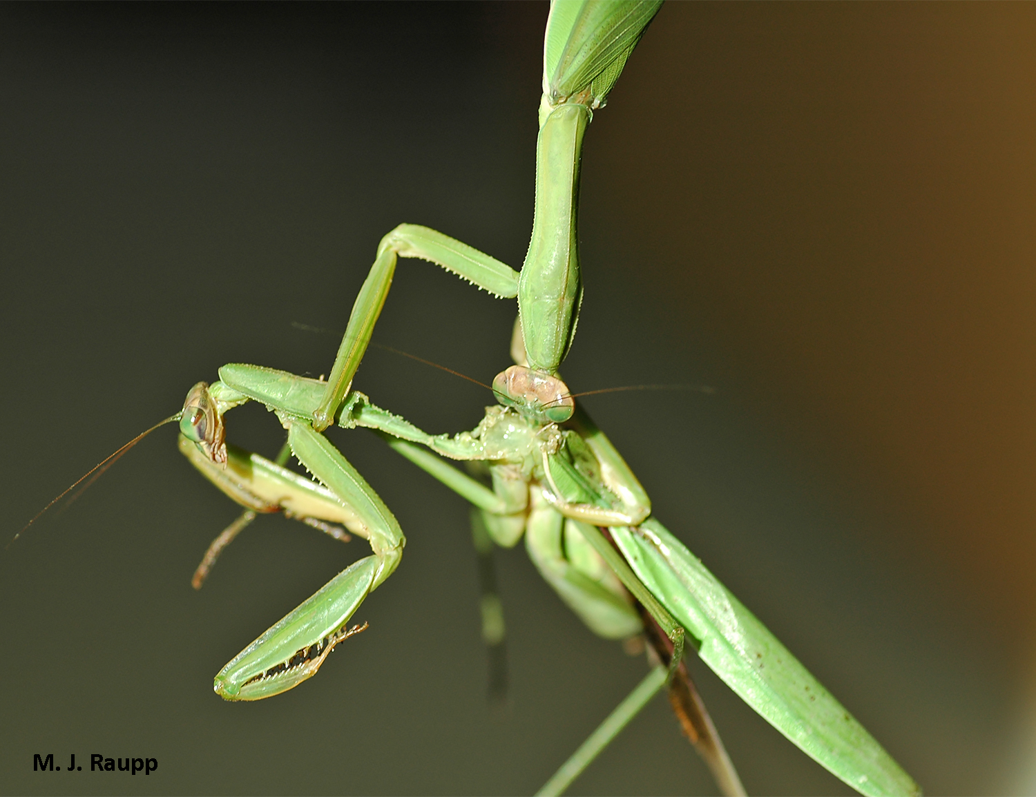 Detail The Praying Mantis Bride Nomer 43