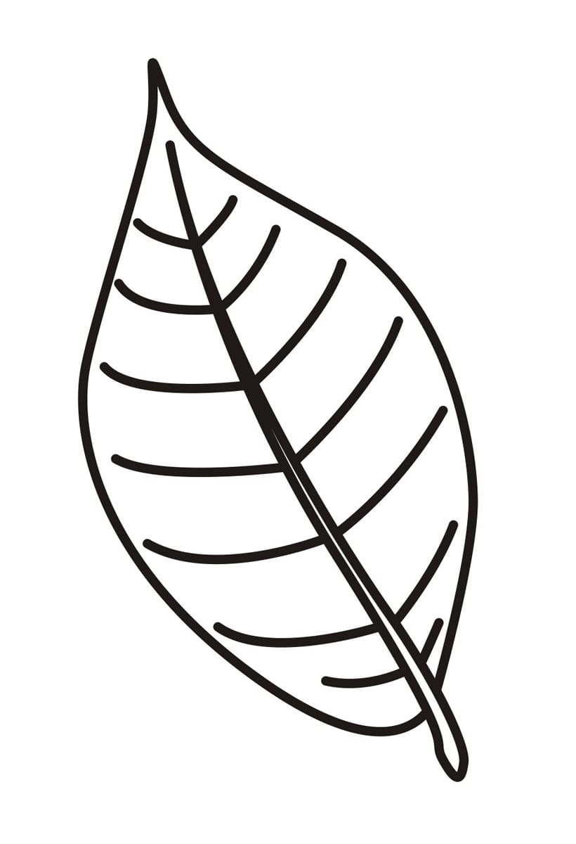 Detail Ahornblatt Vorlage Nomer 25