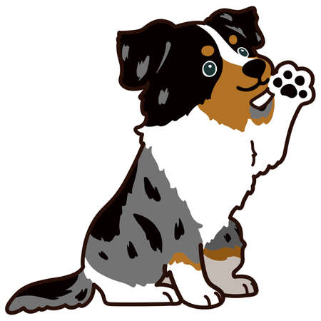 Detail Bilder Australian Shepherd Nomer 9