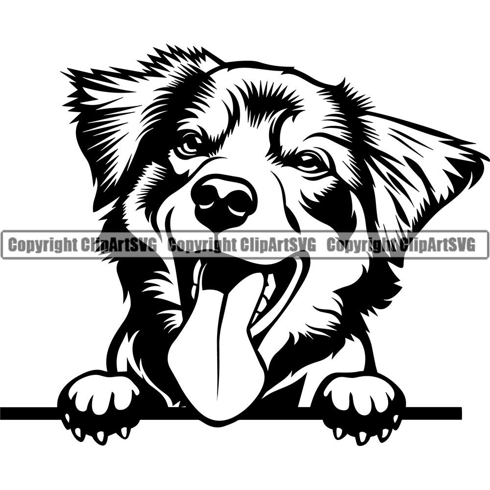 Detail Bilder Australian Shepherd Nomer 10