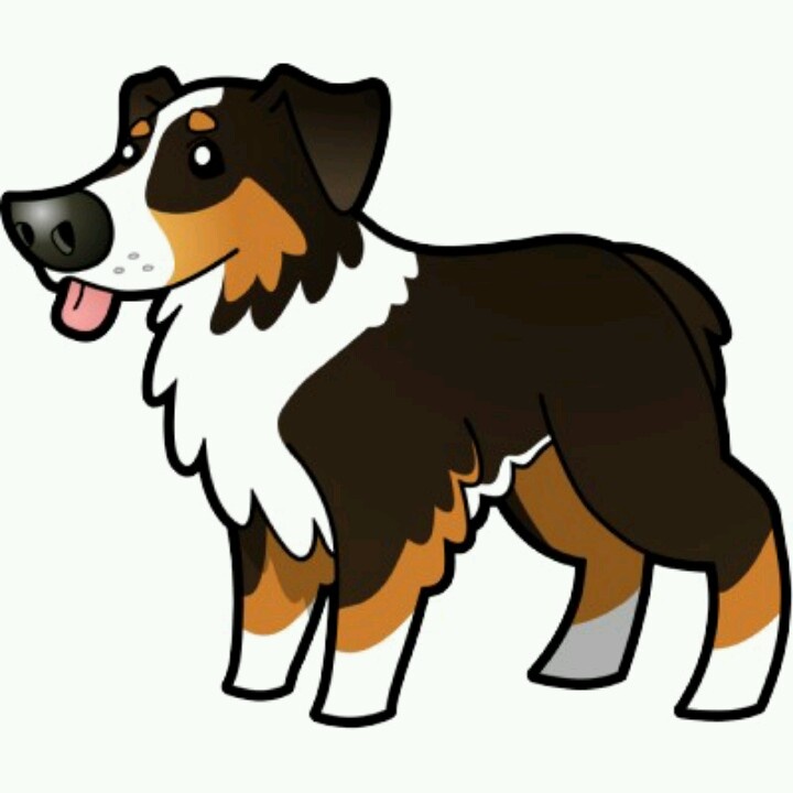 Detail Bilder Australian Shepherd Nomer 14