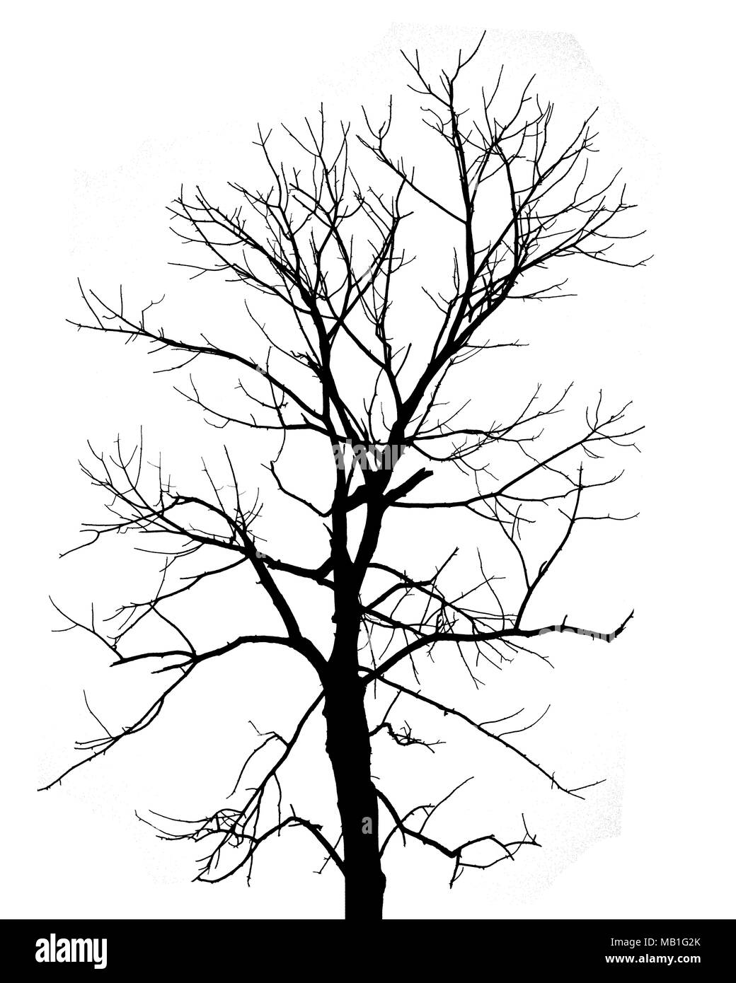 Detail Branch Overlay Nomer 14