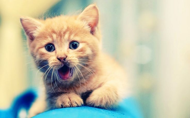 Detail Download Kitten Pictures Nomer 19