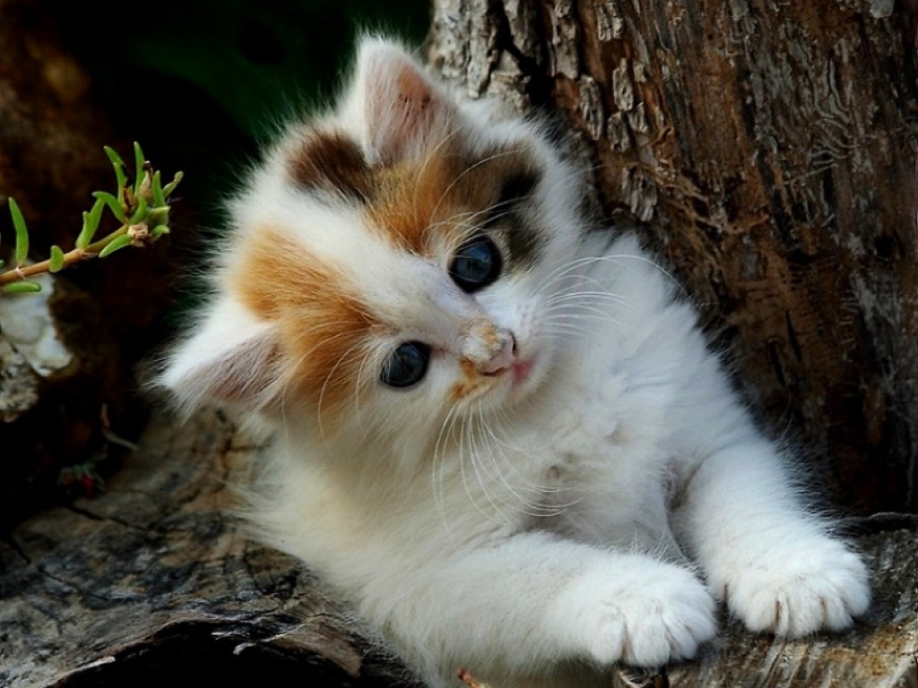 Detail Download Kitten Pictures Nomer 3