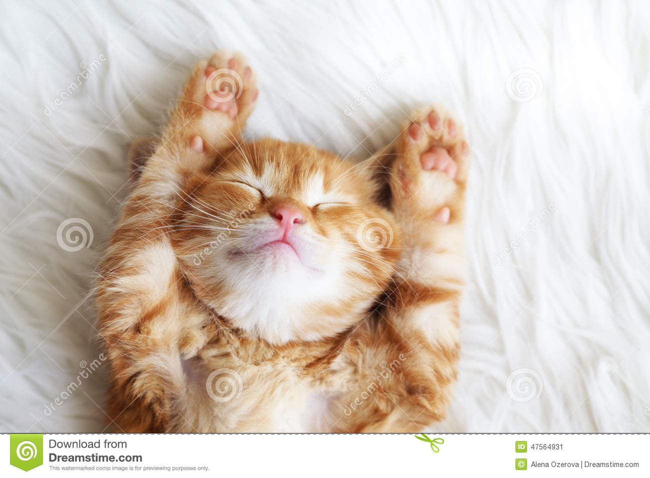 Detail Download Kitten Pictures Nomer 32