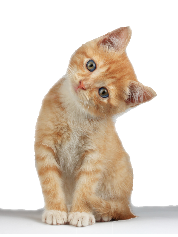 Detail Download Kitten Pictures Nomer 36