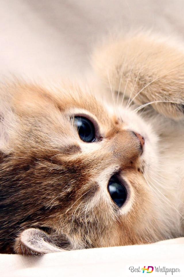 Detail Download Kitten Pictures Nomer 37