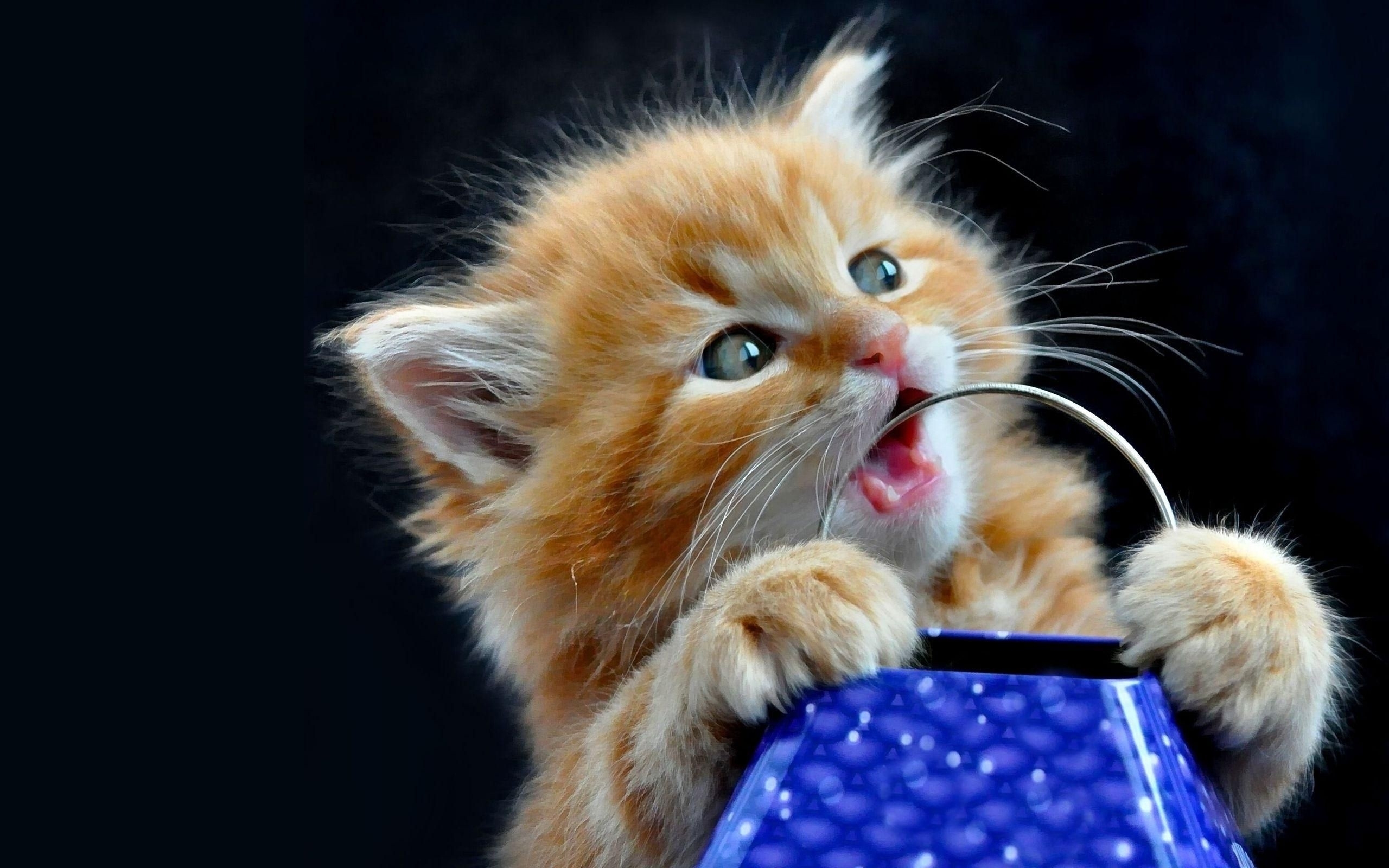 Detail Download Kitten Pictures Nomer 51