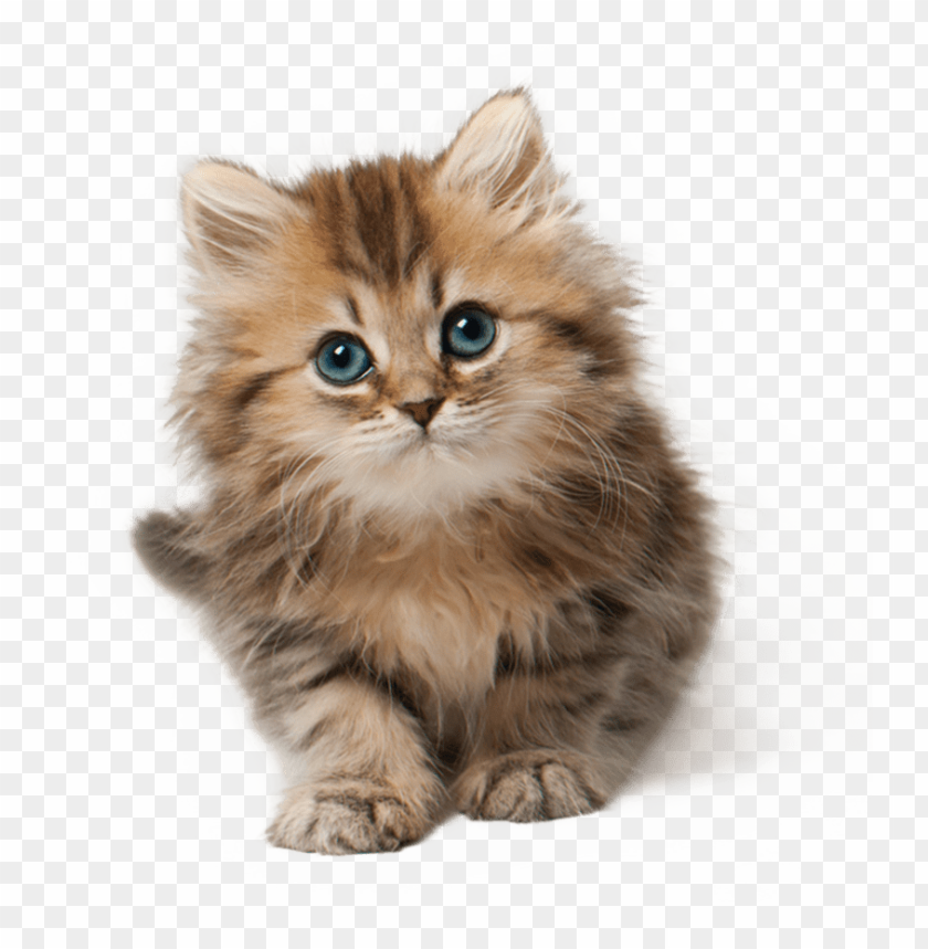 Detail Download Kitten Pictures Nomer 8