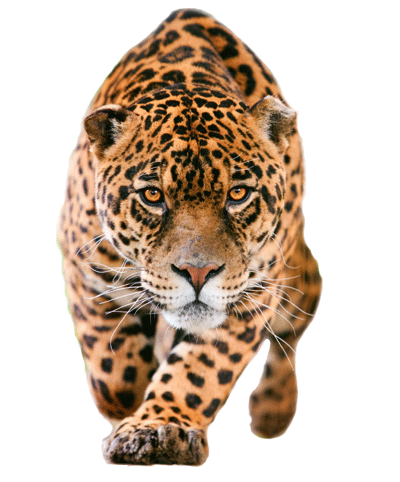 Detail Download Leopard Nomer 22