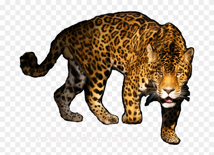 Detail Download Leopard Nomer 24