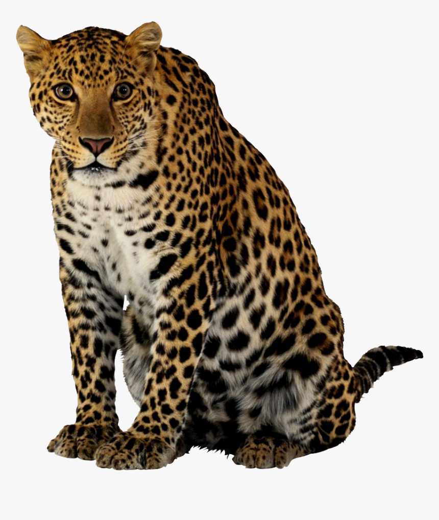 Detail Download Leopard Nomer 26
