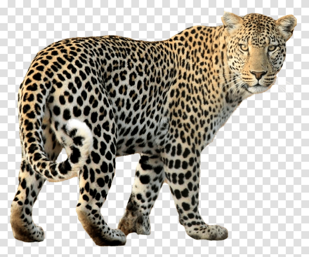 Detail Download Leopard Nomer 33