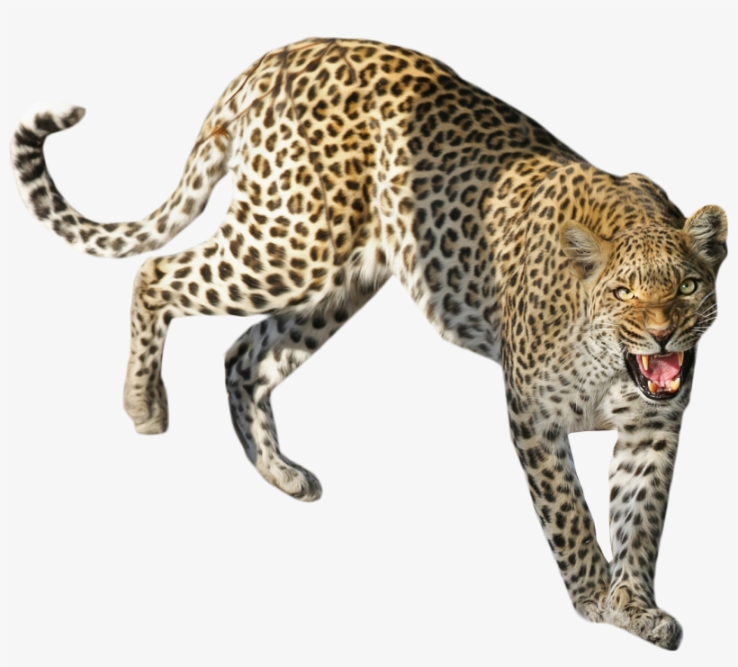 Detail Download Leopard Nomer 37